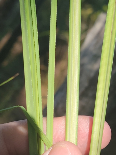 Image of Carex verrucosa by (c) Jay Horn, some rights reserved (CC BY)