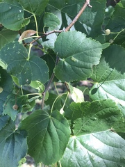Tilia americana