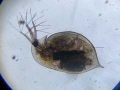 Daphnia curvirostris