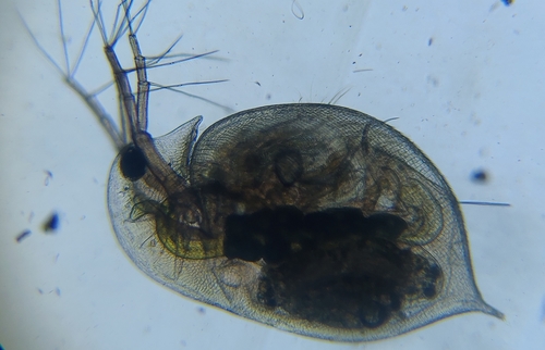 Representative image of Daphnia curvirostris