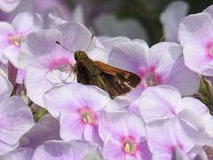 Polites peckius