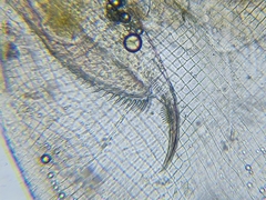 Daphnia curvirostris