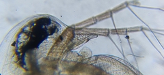 Daphnia curvirostris