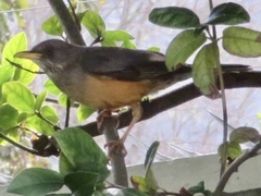 Turdus olivaceus
