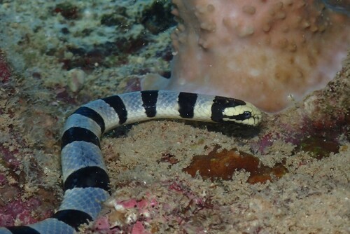 Dwarf Sea Krait