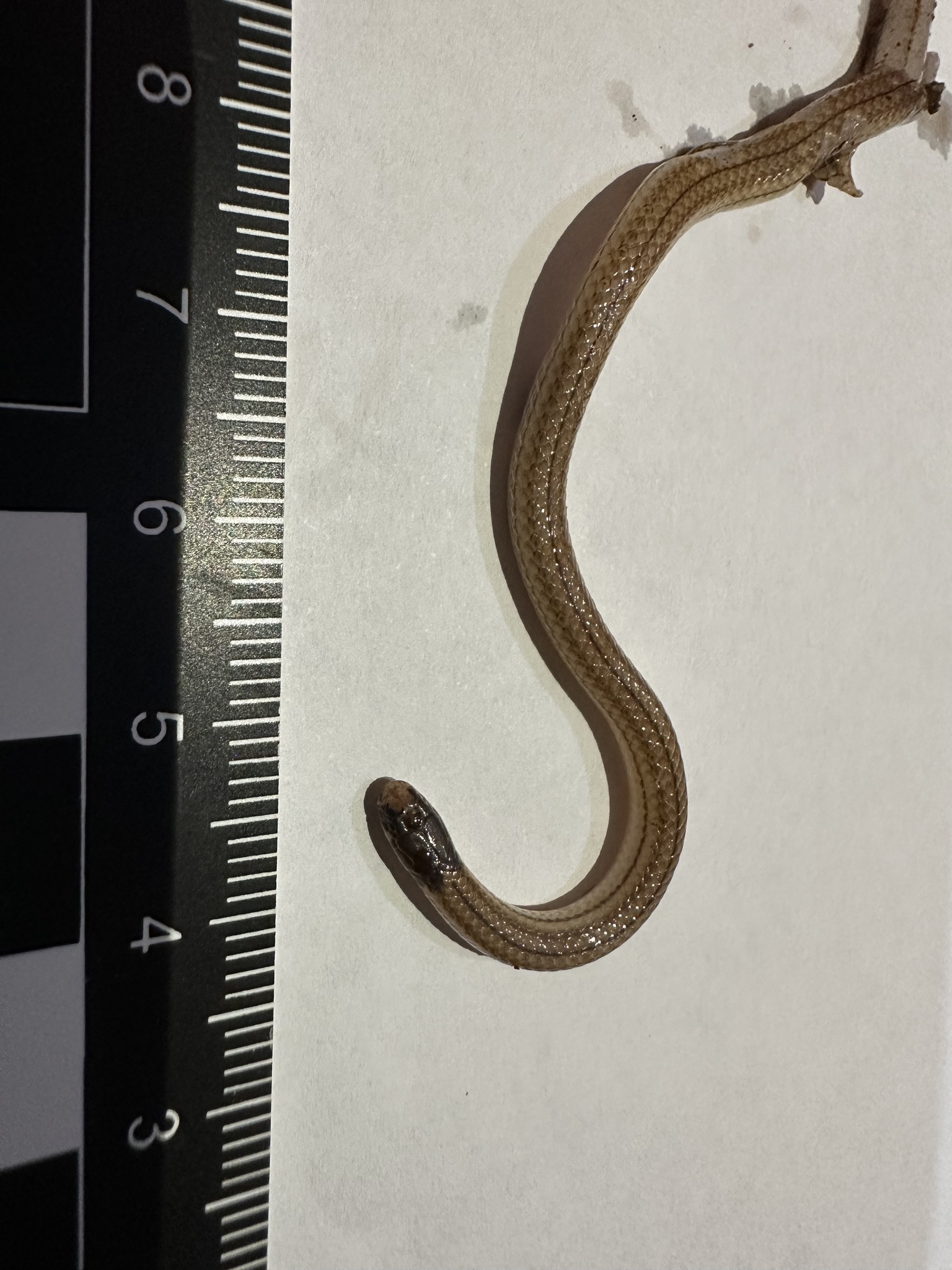Longhead Burrowing Snake
