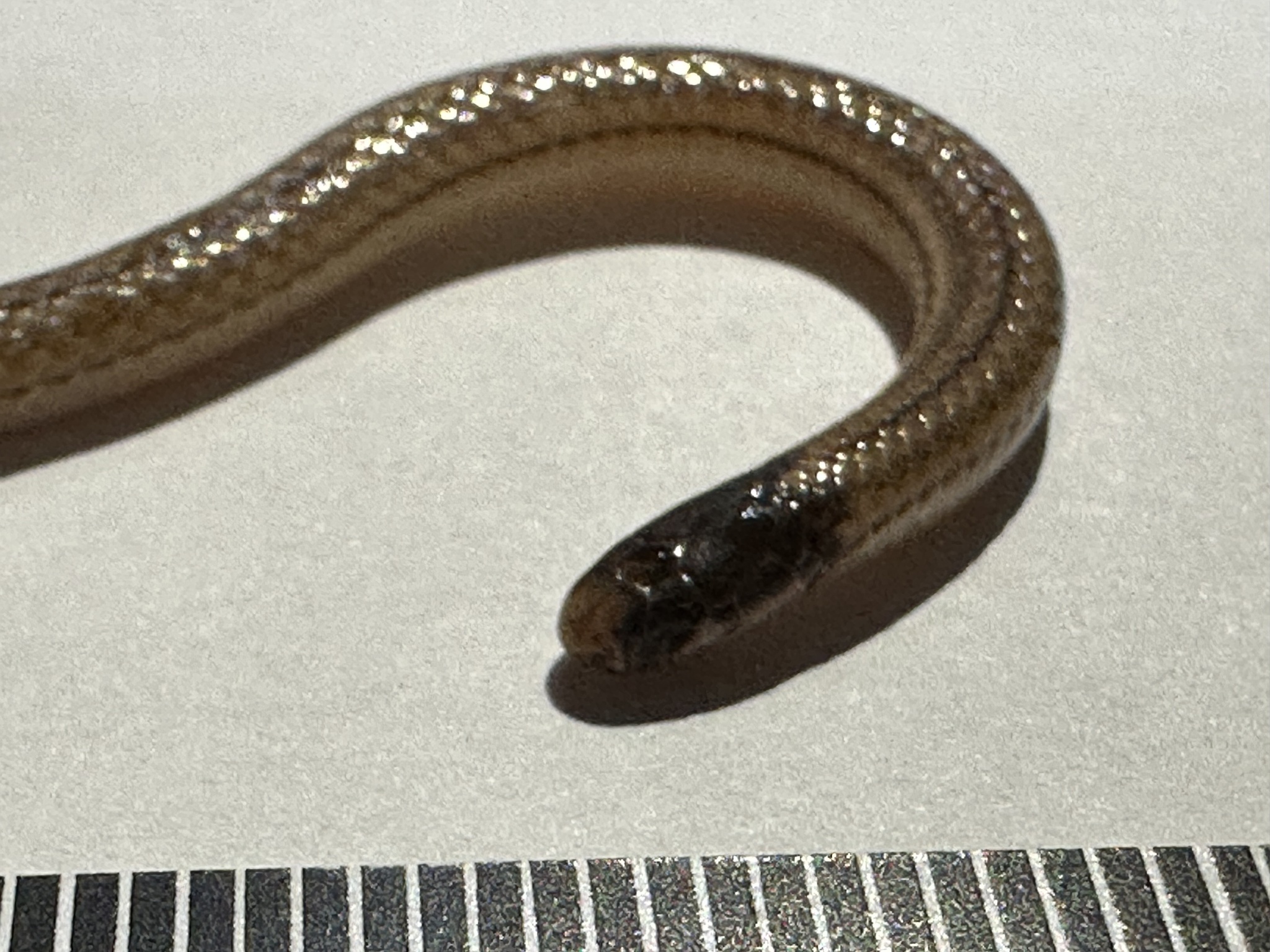 Longhead Burrowing Snake photo 2