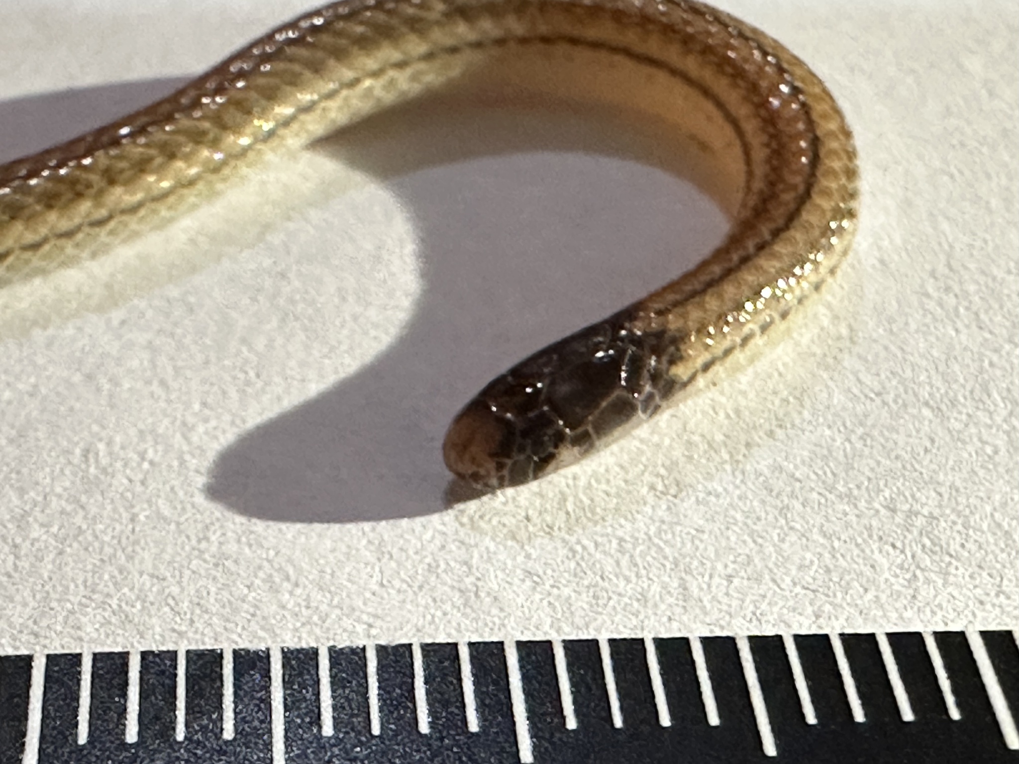 Longhead Burrowing Snake photo 3