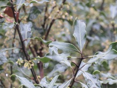 Euclea natalensis natalensis