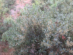 Euclea natalensis natalensis