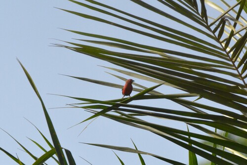 Red-billed Firefinch