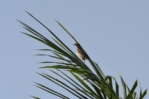Violet-backed Starling