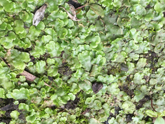 Lunularia cruciata