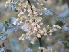 Euclea natalensis natalensis