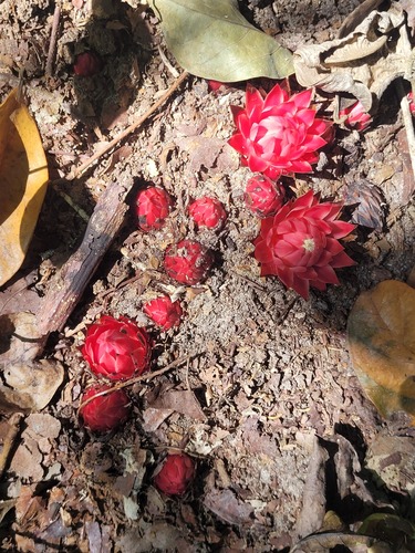 Ground Pineapple