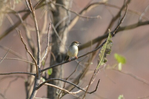 Singing Cisticola