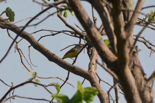 Senegal Eremomela
