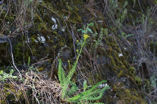 Lesser Fennel (Ferulago humilis)