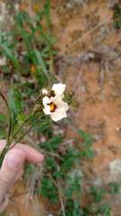 Sida linifolia