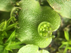 Lunularia cruciata