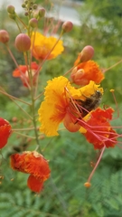 Halictus tripartitus