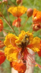 Halictus tripartitus