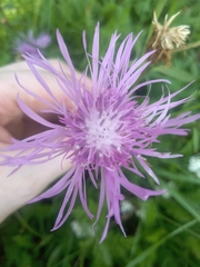 Centaurea oxylepis
