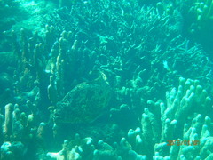 Epinephelus fuscoguttatus