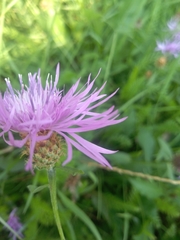 Centaurea oxylepis