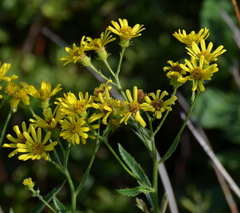 Jacobaea paludosa paludosa