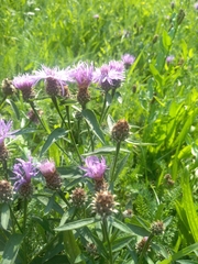 Centaurea oxylepis