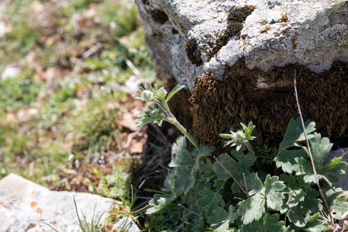 Spruner's Buttercup (Ranunculus sprunerianus)