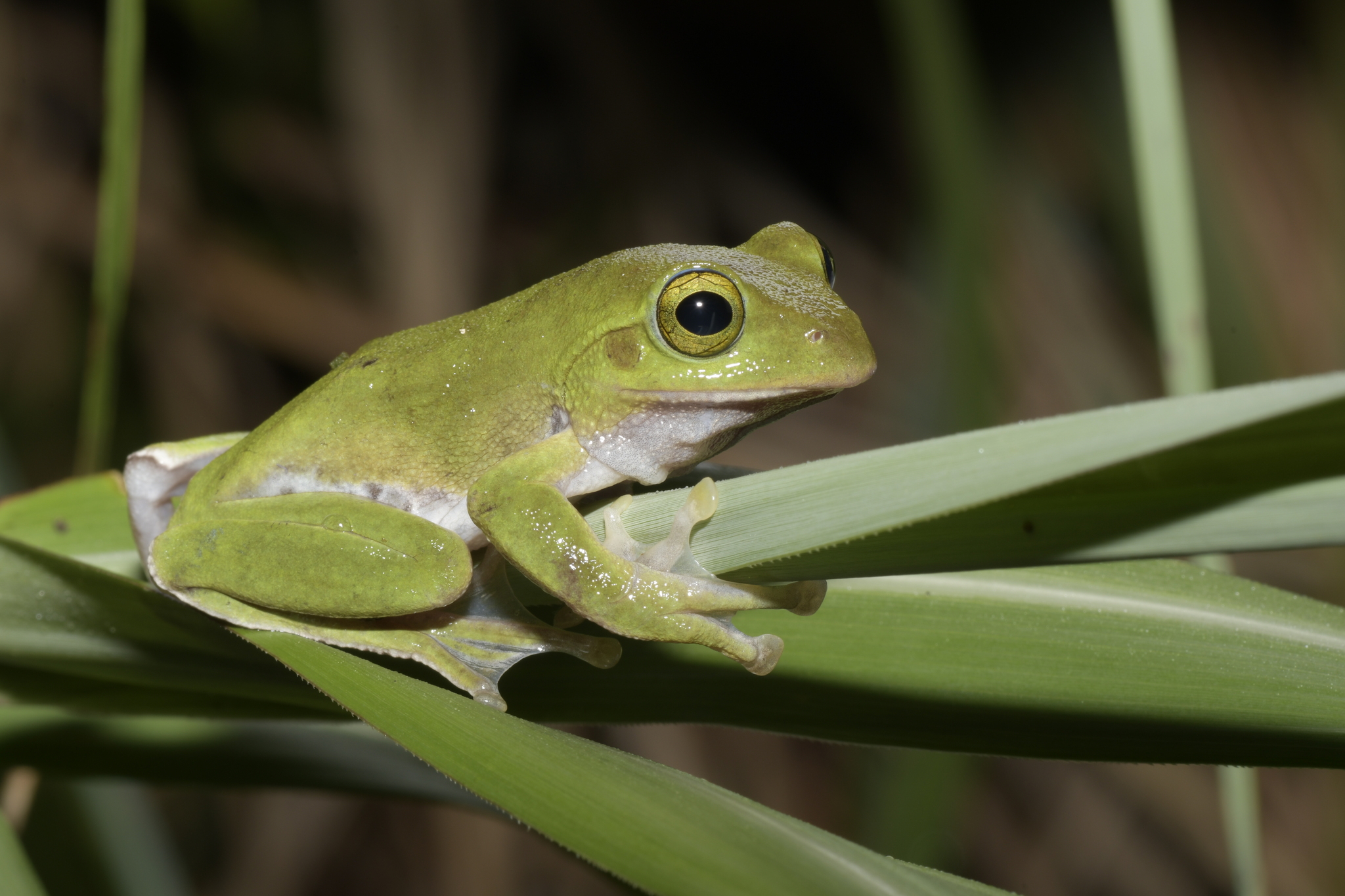 Amami Green Tree Frog (Zhangixalus amamiensis) · iNaturalist