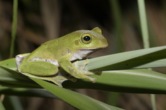 Amami Green Tree Frog photo 4
