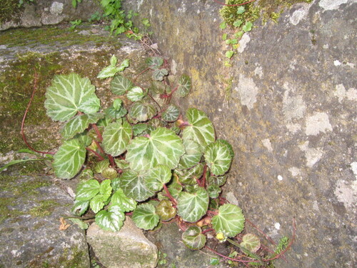 Saxifraga stolonifera