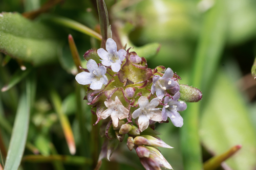 Crowned corn salad (Valerianella coronata)