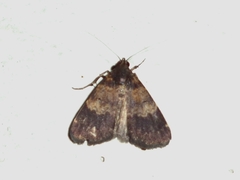 Hydrillodes hemusalis