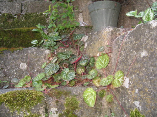 Saxifraga stolonifera