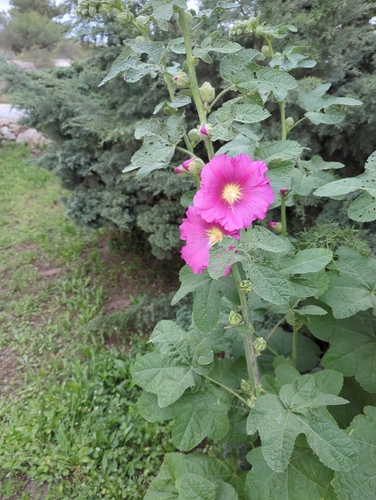 Alcea setosa, photograph 5