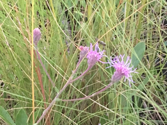 Carphephorus tomentosus