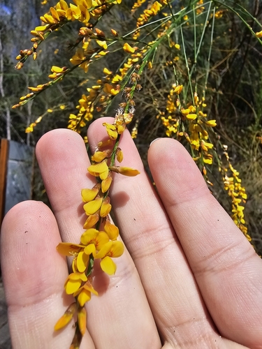 Image of Viminaria juncea by (c) Tim, some rights reserved (CC BY)