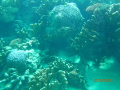 Epinephelus fuscoguttatus