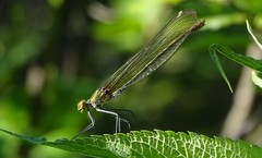 Calopteryx amata