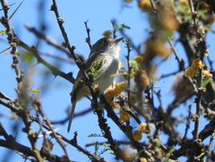Hemitriccus margaritaceiventer