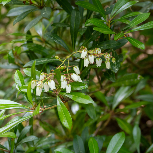 Pieris koidzumiana
