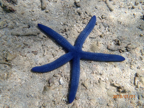 Blue Linckia, photo 7 of 7