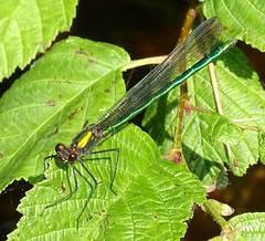 Calopteryx amata