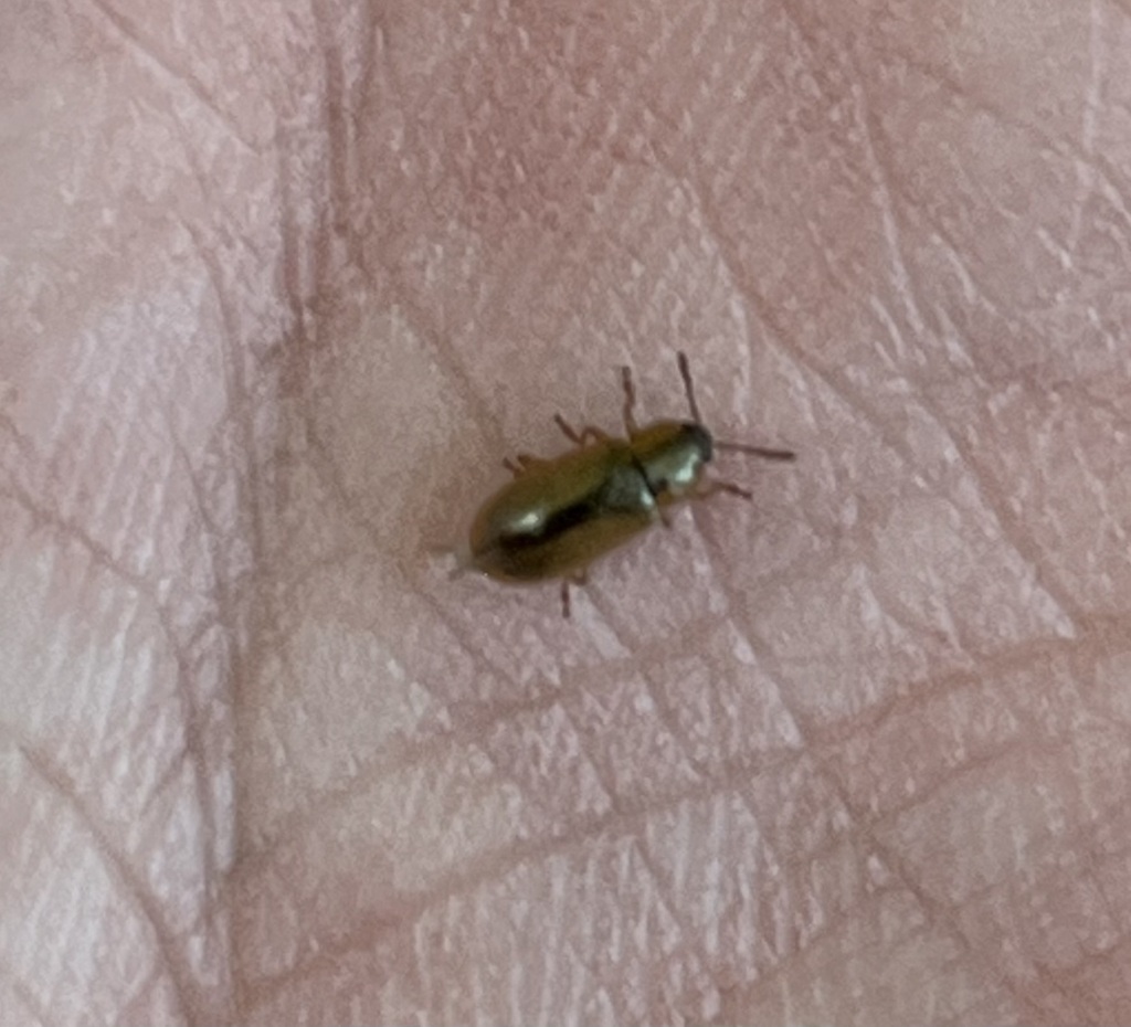 Prasocuris distincta