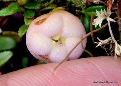 Gaultheria trichophylla