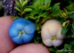 Gaultheria trichophylla